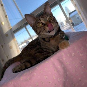 Meet your Posher, Kylee